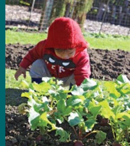 A child with a red hood leans over sprouting radishes in a garden.